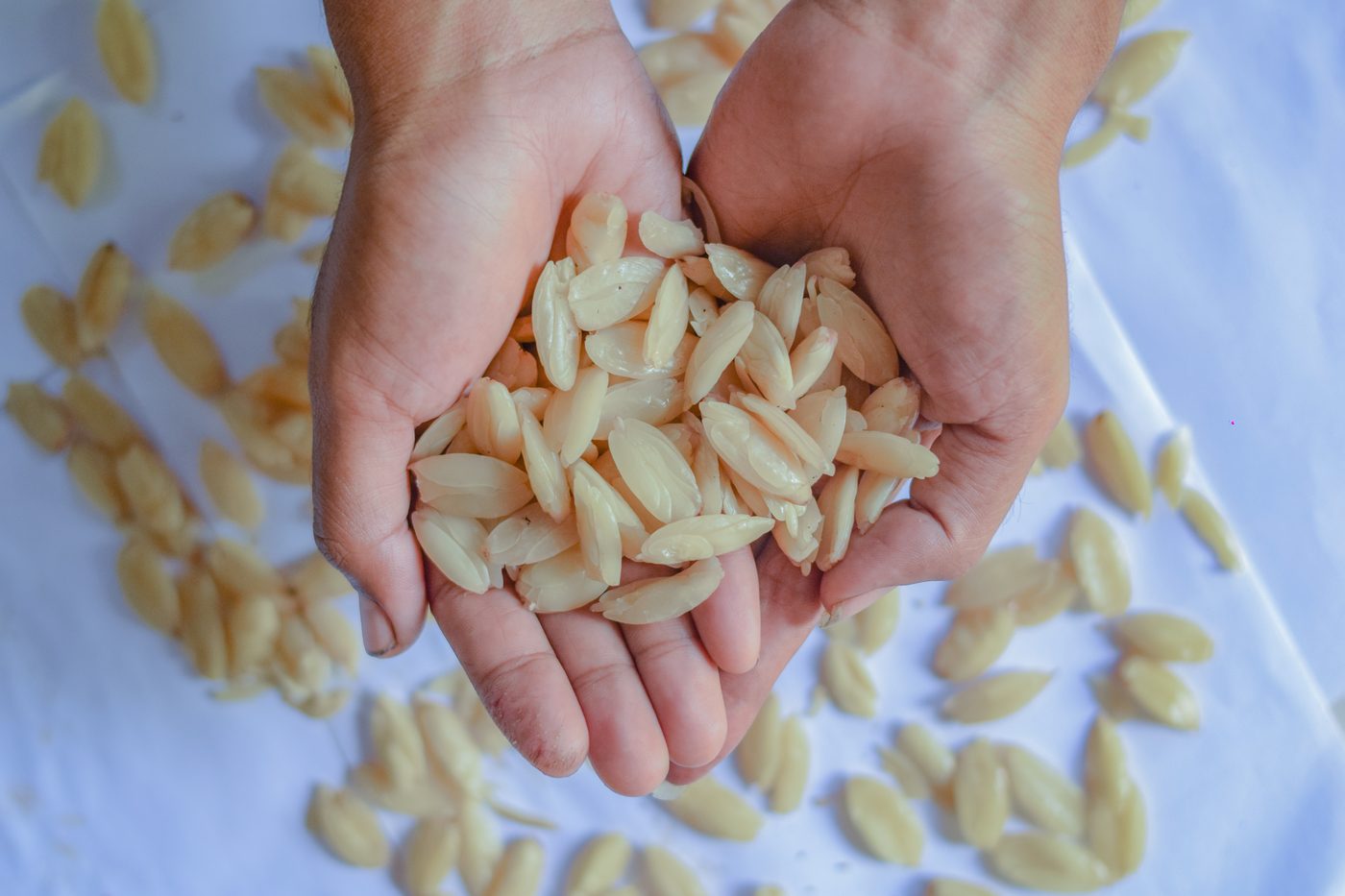 Peeled Kenari nut kernels