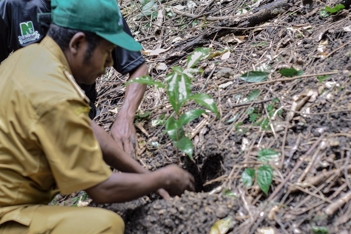 Kenari seedling nursery