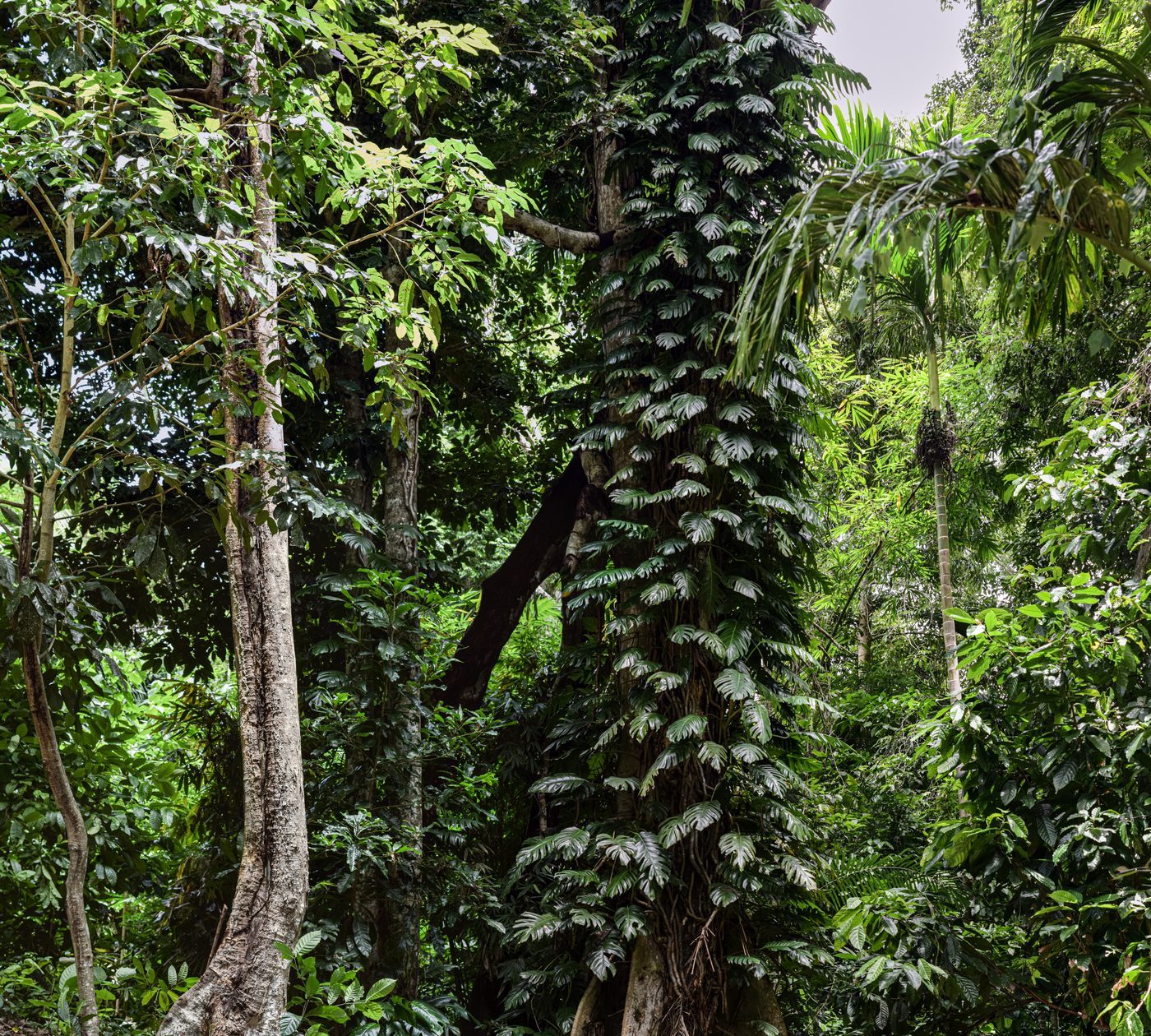 Planting Kenari sapling